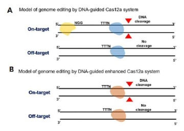 enCpf1 및 키메릭 DNA RNA 가이드를 포함하는 유전체 교정 또는 발현 억제용 조성물 보유기술 KRIBB 바이오기술장터